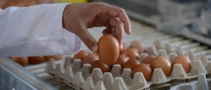 YUM-BİR: Yeterli miktarda yumurta üretimimiz var