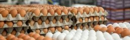 Yumurta fiyatları bu yıl Mayıs Çukuru'na erken düştü