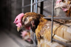 Yumurtacı tavukların kafes standartlarında değişikliğe gidildi