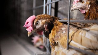 Yumurtacı tavukların kafes standartlarında değişikliğe gidildi