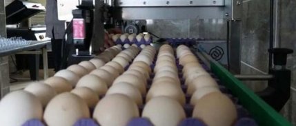 Yumurtada maliyetler arttı: Fiyat, bir yılda ikiye katlandı