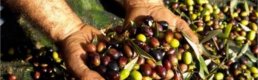 Zeytin Üreticisi Teşviklerin Artırılmasını Istiyor