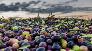 Zeytinde Bilinçli Hasat, Rekolteyi Arttırdı