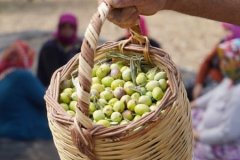 Zeytinyağı fiyatları için “yok yılı” uyarısı