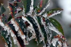 Zirai dondan etkilenen üreticilere 6,5 milyar liralık yeni ödeme yapılacak