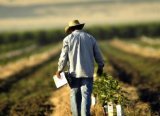 ABD çiftçileri, Çin ile antlaşma yapılmasını istiyor