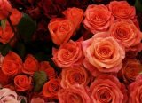 Antalya'dan 25 Ülkeye 35 Milyon dal 'Sevgililer Günü' Çiçeği