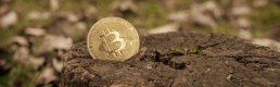 Bitcoin ve diğer kripto paraların çevreye nasıl bir etkisi var?