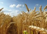 Buğday fiyatındaki 4 aylık yükseliş serisinin bu ay sona ermesi bekleniyor
