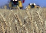 Buğday fiyatlarındaki kayıplar yüzde 3'ü aştı