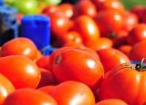 Çanakkale'de domates son hasatta yüz güldürdü