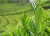 Çay Üreticisinden Özel Sektöre Düşük Fiyat Tepkisi