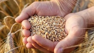 Çiftçilerden buğday alım fiyatına tepki