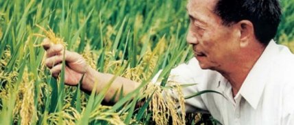 Çin, Deniz Tuzunda Üretilmiş Pirinç Satışına Başladı!