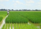 Dünya Pirinç Üretiminde Altı Milyon Tonluk Artış Öngörüldü