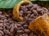 Dünyada kakao fiyatları zirve tazeledi: Bakırdan daha değerli hale geldi