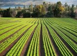 FAO Gıda Fiyat Endeksi Mayıs’ta Süt Ürünlerinin Etkisiyle Yükseldi