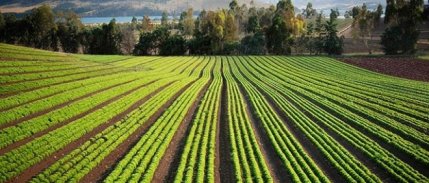 FAO Gıda Fiyat Endeksi Mayıs’ta Süt Ürünlerinin Etkisiyle Yükseldi