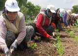 Fransa, Türkiye'den tarım işçisi alacak: İşte işçilere verilecek maaş