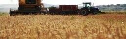 IGC: Küresel Buğday Üretimi 2018/19'da 42 Milyon Ton Düşecek