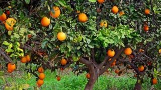 Kakao ve zeytinyağının ardından 'portakal suyu' krizi