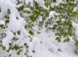 Kar gecikti, çiftçiyi 'zirai don' korkusu sardı