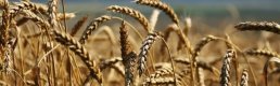Rusya’dan belirli lisanslar altında tahıl ürünleri ihracatı sürecek