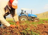 Şırnak'ta 51 Genç Çiftçiye 37'şer Küçükbaş Dağıtıldı