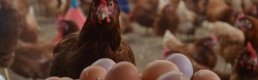 Şubat ayında tavuk eti, süt ve yumurta üretimi azaldı