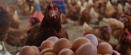 Şubat ayında tavuk eti, süt ve yumurta üretimi azaldı