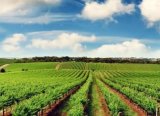 Tarım sektörü sürdürülebilirlik açısından stratejik konumda