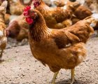 Tavuk Yetiştiricileri, Maliyetlerdeki Artış Nedeniyle Dertli