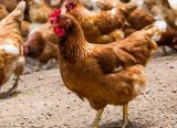 Tavuk Yetiştiricileri, Maliyetlerdeki Artış Nedeniyle Dertli