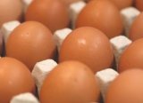 Tavuk Yumurtası Üretimi Kasım’da 1.7 Milyar Adete Ulaştı