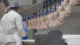 Bakanlık harekete geçti: Tavuk ihracatına yasak getiriliyor