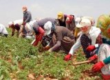 TZOB/Bayraktar: Tarım Alanlarımızı Gözümüz Gibi Koruyalım