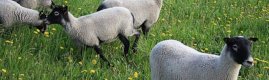 Ukrayna'dan getirdiği koyunlarla ticarete atıldı, yıllık cirosu 1.5 milyona ulaştı