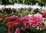 Validen 'Teneke Çelenk Yerine Çiçek Kullanın' Çağrısı