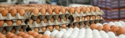 Yumurta fiyatları bu yıl Mayıs Çukuru'na erken düştü