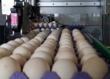 Yumurtada maliyetler arttı: Fiyat, bir yılda ikiye katlandı